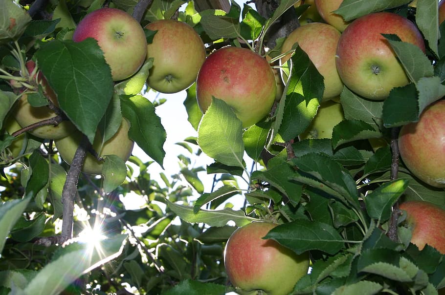 monte, maçãs, galhos de árvores, maçã, colheita, pomar, macieira, outono, maduro, delicioso