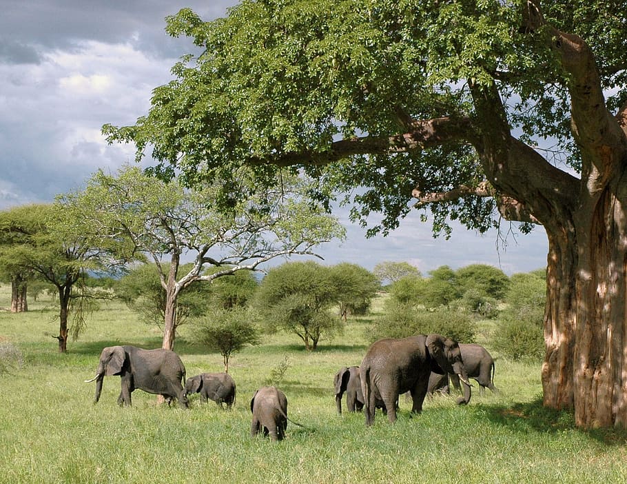 gray, elephant, brown, wooden, tree, elephants, tanzania, safari, animal, wildlife