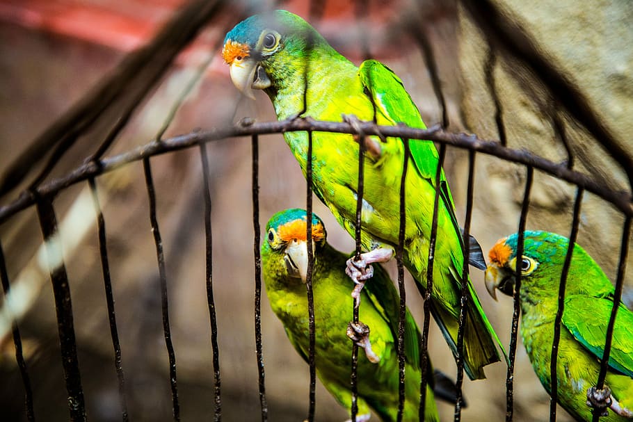 selectivo, foto de enfoque, verde, pájaros, dentro, jaula, animal, mascota, ave, loro