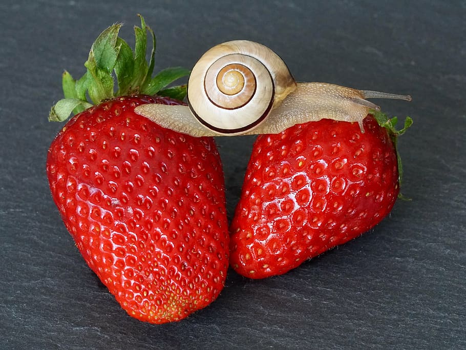 brown, gray, garden snail, two, strawberries, strawberry, snail, shell, probe, mollusk