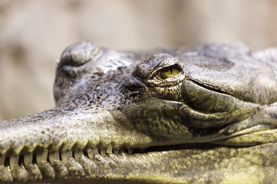 closeup, alligator, gavial, gharial, animal, close-up, crocodile, danger, dangerous, detail
