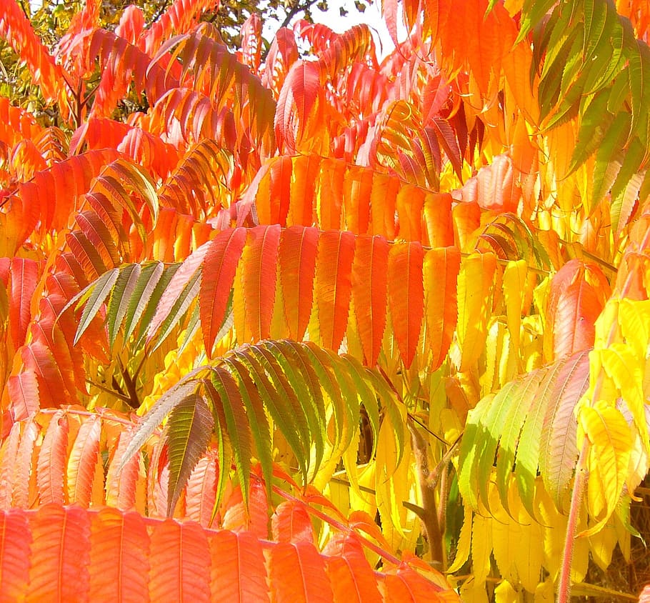 árvore de folhas alaranjadas, sumac, outono, folhagem, folhas, temporada, amarelo, floresta, laranja, natural