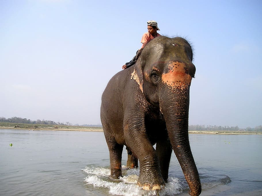 person riding elephant, Nepal, Elephant, Elephant, Driver, elephant, elephant driver, animal, animal wildlife, one animal, water