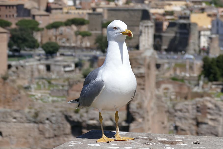 seagull, rome, the roman forum, animal, bird, animal themes, vertebrate, animals in the wild, focus on foreground, animal wildlife