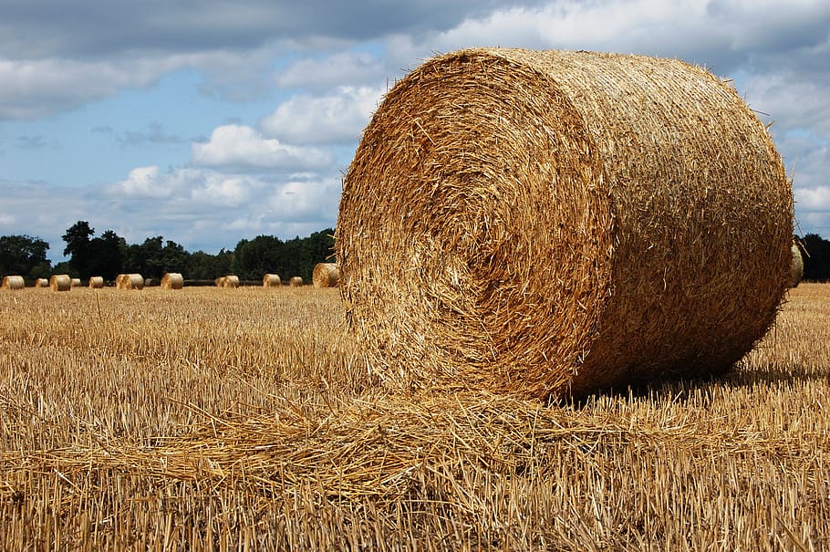 bales of hay, field, agriculture, landscape, hay, bale, land, rural scene, farm, plant