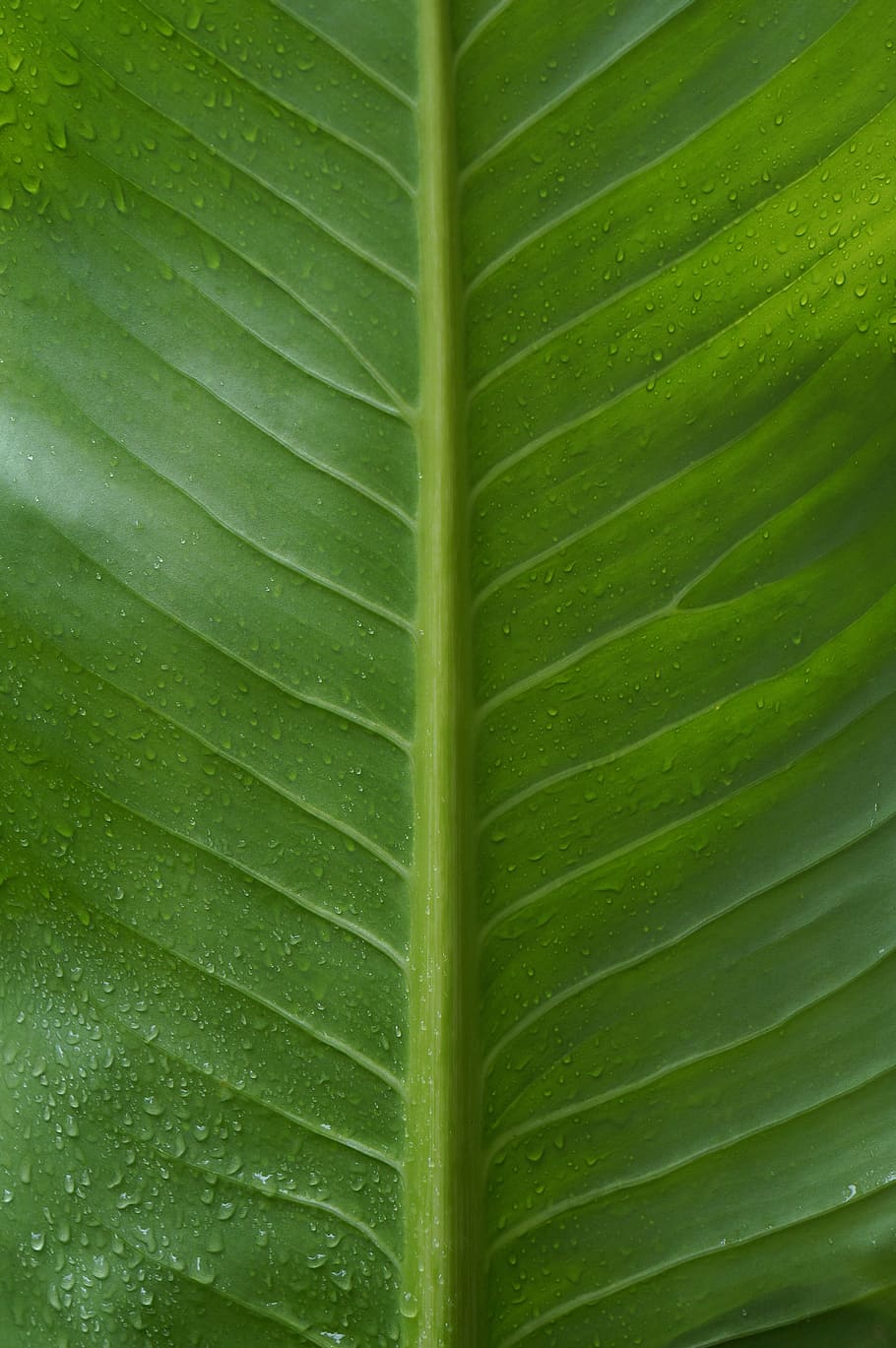 the leaves, green leaf, large leaf, background, leaf, plant part, green color, plant, full frame, close-up