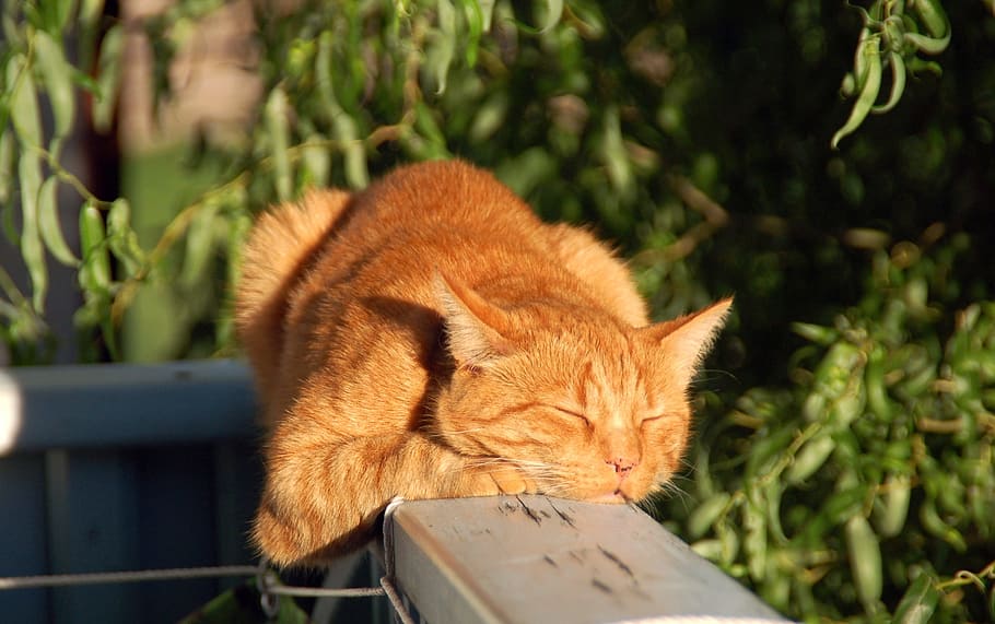 laranja, gato de pele, cinza, de madeira, conselho de administração, pele, gato, gato vermelho, cara de gato, cabeça