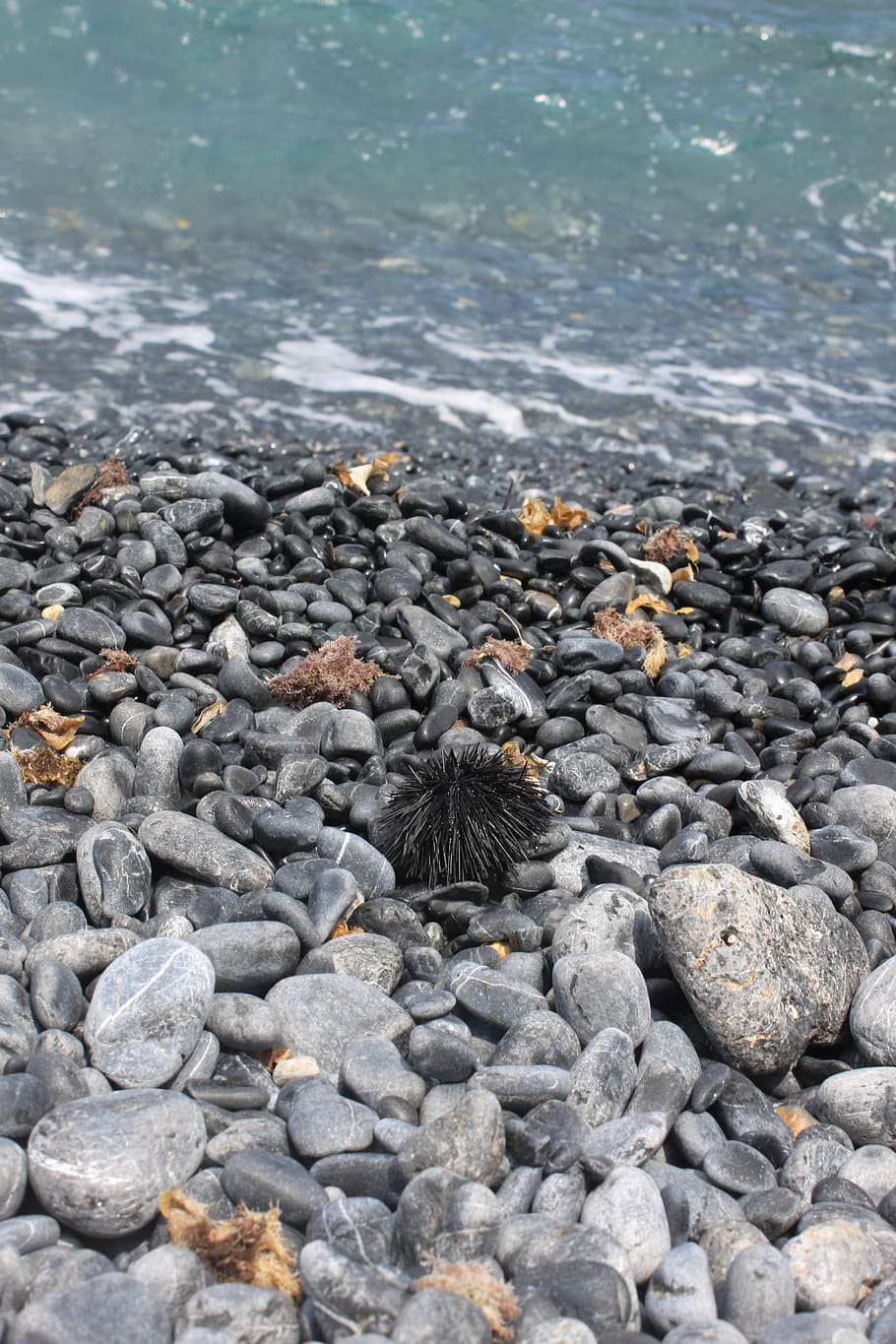 sea urchin, beach, sea, pebble, water, greece, summer, rock, solid, nature