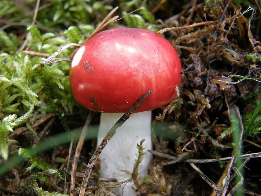 Fly Agaric, Forest, Nature, Autumn, red, forest floor, food and drink, fruit, food, close-up