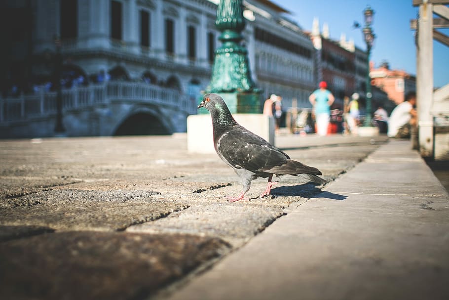 jalan-jalan Venesia, Pigeon, Venice, Jalan, hewan, burung, Adegan perkotaan, kota, di luar ruangan, arsitektur