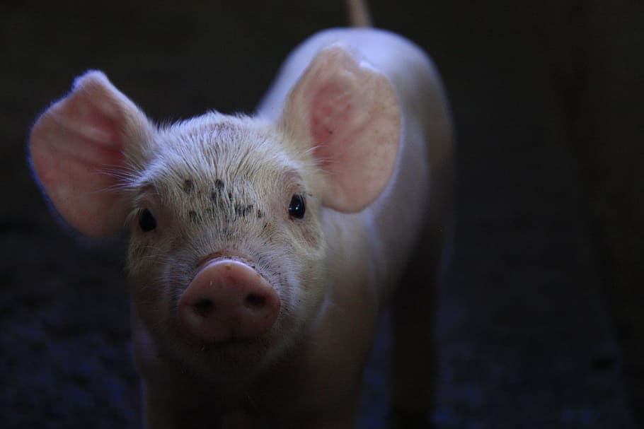 focus photo, white, pig, focus, pork, breeding, little piggy, animal, one animal, looking at camera