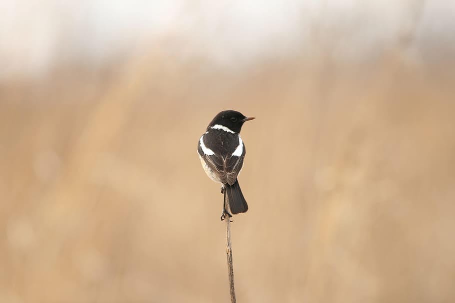 Black And White, White Bird, Little, Bird, black and white bird, little, bird, stalk, veld, nature, fauna