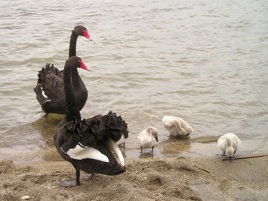 dois, preto, cisnes, três, filhotes, corpo, água, nova zelândia, cisne, família