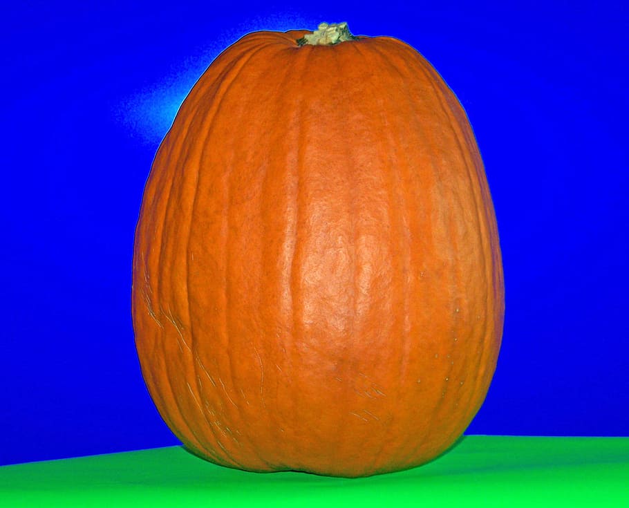 Pumpkin, Autumn, Fall, Halloween, autumn, fall, celebration, seasonal, october, vegetable, thanksgiving