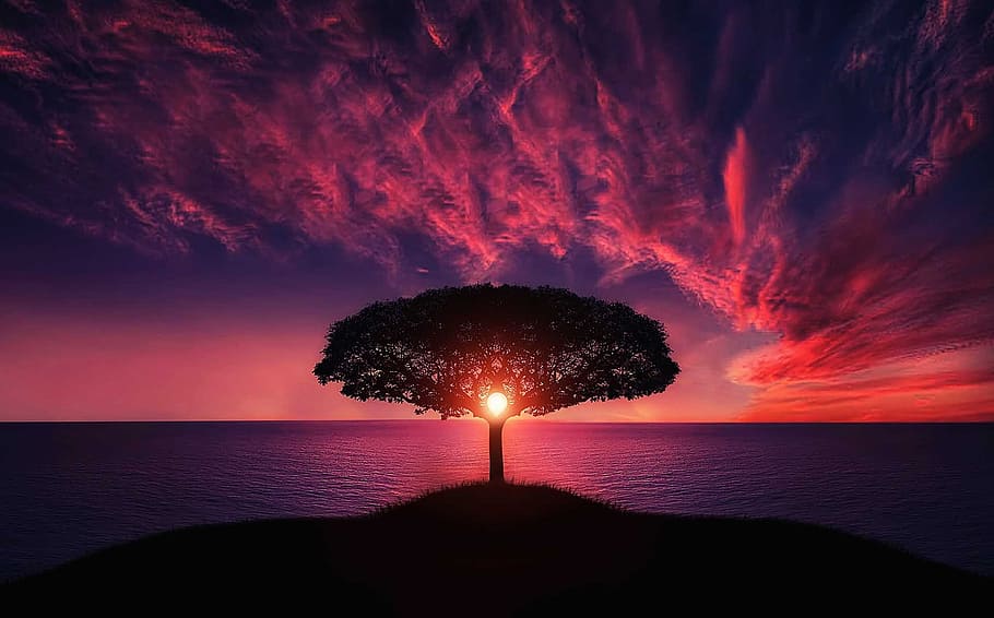 silhouette, tree, island, body, water, golden, hour, amazing, animal, beautiful