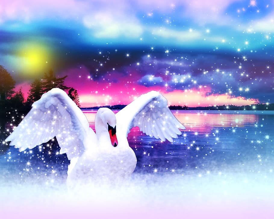 swan, body, water illustration, bird, water bird, elegant, white, wing, lake, water