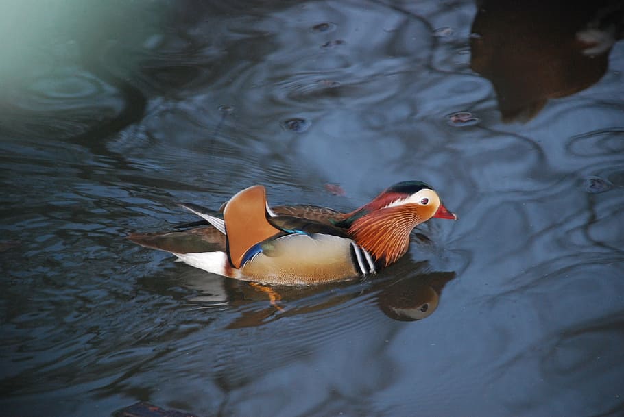 bird, duck, water, animal themes, swimming, animal wildlife, animal, animals in the wild, vertebrate, mandarin duck