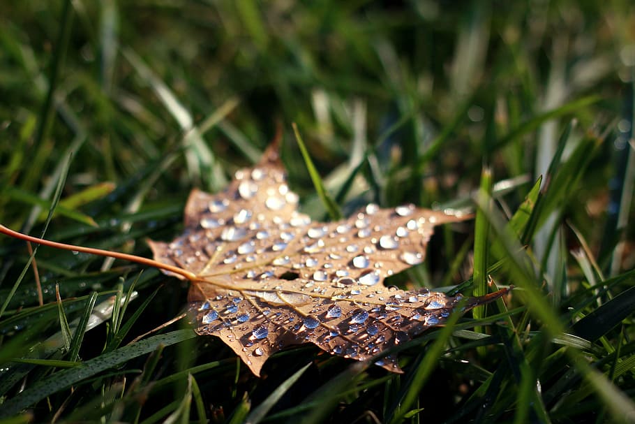 maple leaf, water dew, grass, green, nature, outdoor, wet, water, drops, leaf