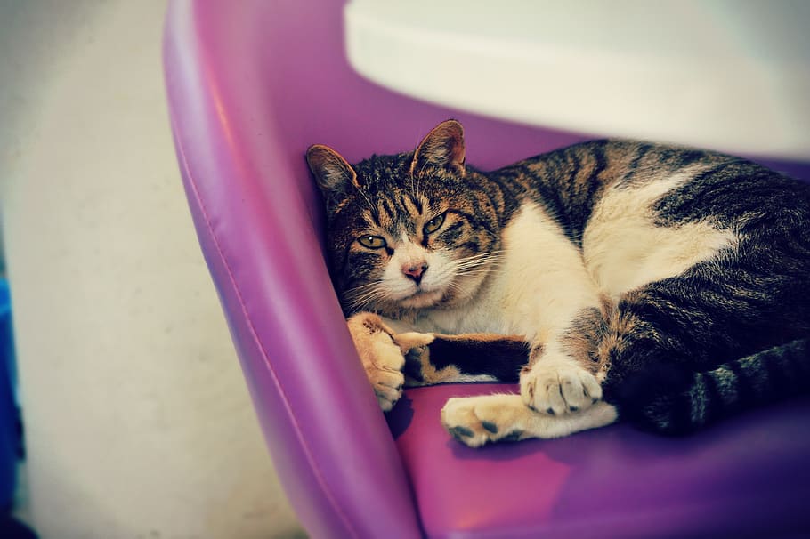 cat, chair, break, animal, cute, fur, tranquility, happy, the calm, hair