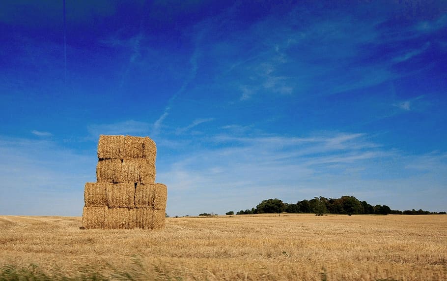 Cornfield, Harvest, Agriculture, Field, corn, cereal, agricultural, landscape, grain, crop