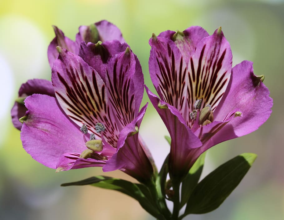 peruvian lily, lily of the incas, alstroemeria, flowers, mauve, patterned, colourful, springtime, summer, nature
