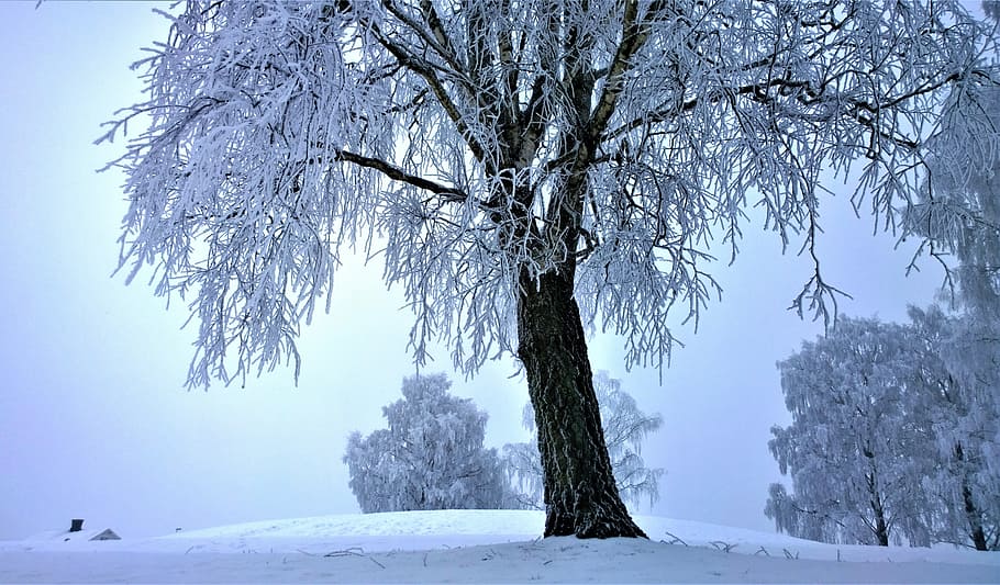 pino, cubierto, nieve, niebla, invierno, paisaje de invierno, magia de invierno, tarjeta de mañana, paisaje de nieve, mañana