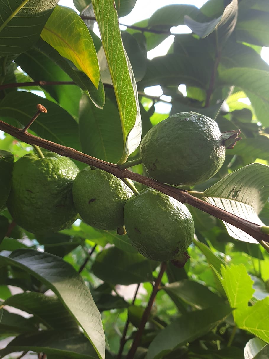 guava, fruit, tree, fresh, organic, natural, fruits, healthy eating, plant, growth