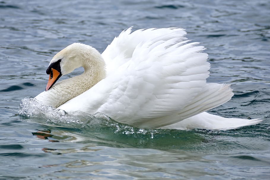 white, swan, body, water, daytime, close up, wan, body of water, swim, bird
