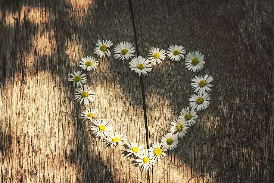 white, daisy, formed, heart, floor, love, daisies, spring, summer, rest