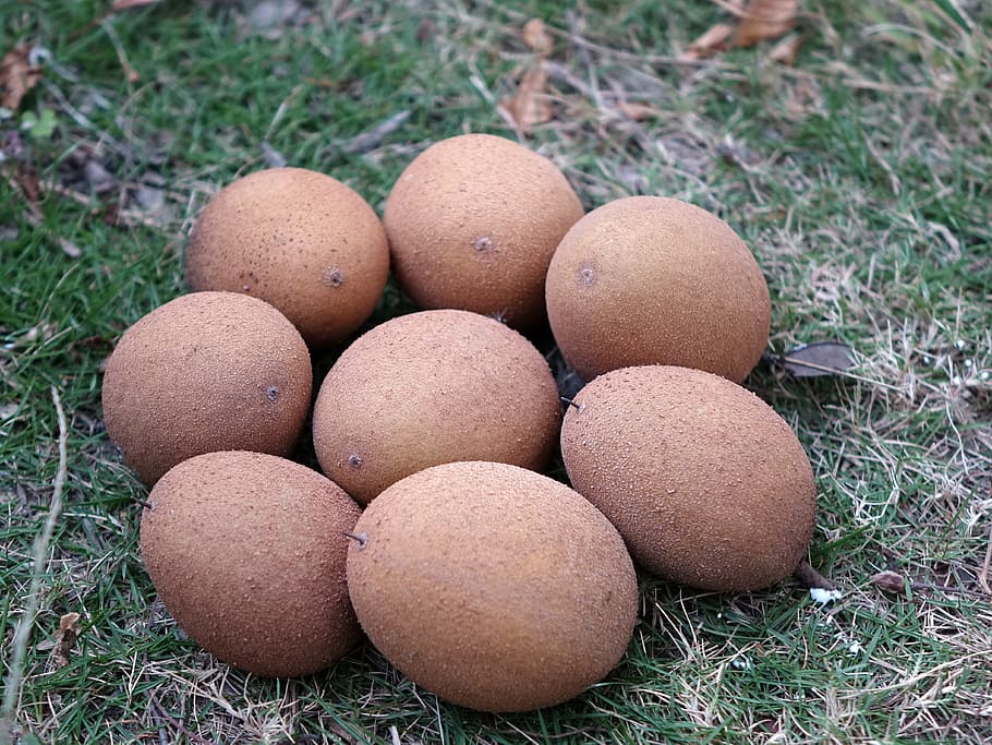 renxinguo, Manilkara Zapota, chi iron fruit, fruta, hierba, comida y bebida, agricultura, aire libre, día, campo