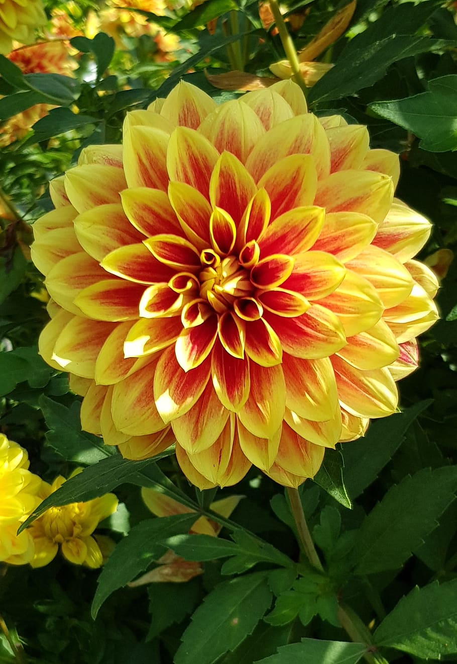 amarillo, rojo, fotografía de la flor de la dalia, dalia, flor, flor de la dalia, florecer, finales de verano, jardín, jardín de la dalia