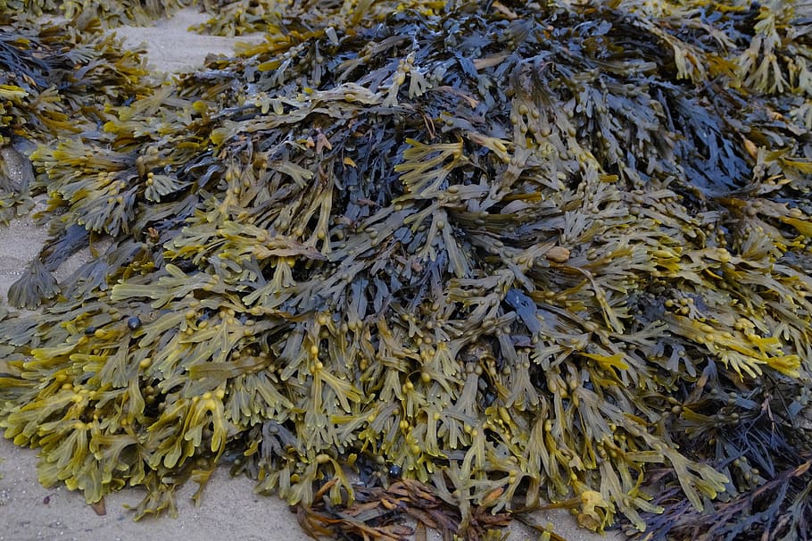 sea grass, seaweed, ebb, north sea, nature, ocean, tides, beach, washed up on, salt water