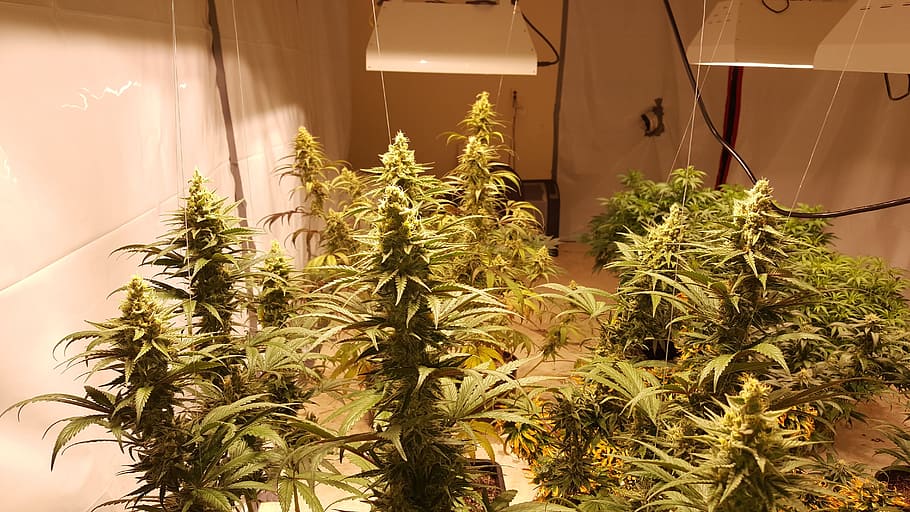 cannabis, grow, marihuana, plant, growth, green color, nature, marijuana - herbal cannabis, healthcare and medicine, indoors
