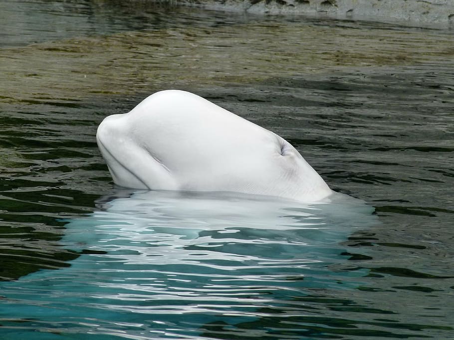 fotografía, blanco, delfín, ballena beluga, mamífero marino, animal, vida marina, agua, cabeza, animales en la naturaleza