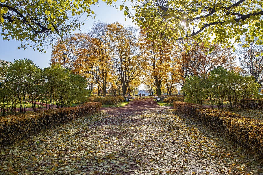 autumn, russia, petersburg, leningrad, foliage, landscape, beauty, park, square, coolness