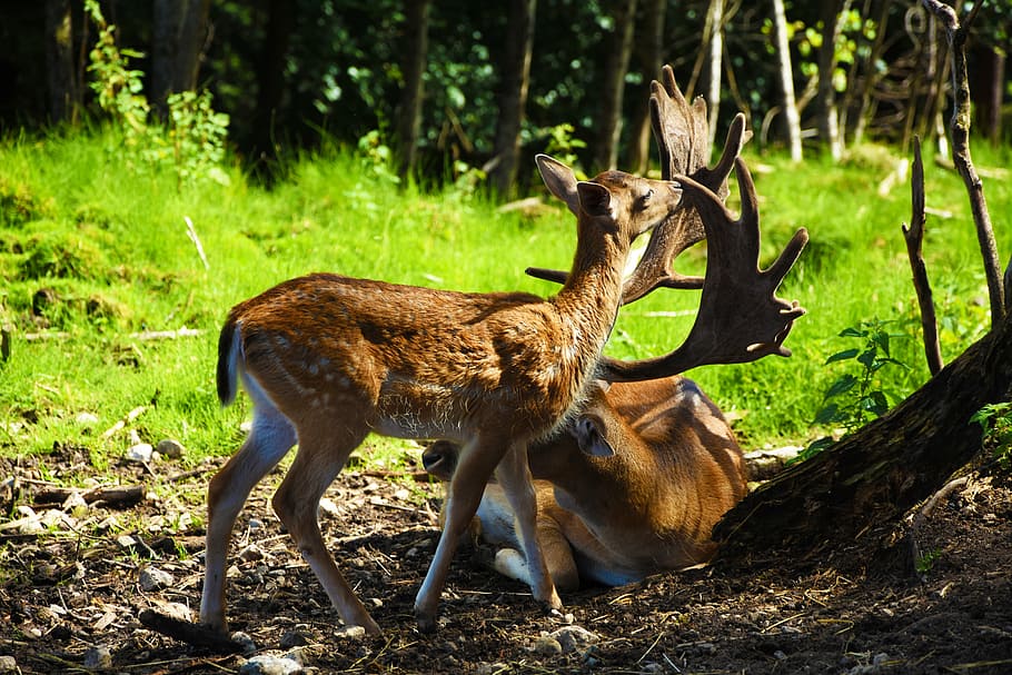 roe deer, hirsch, wild, forest, antler, nature, animal, fallow deer, scheu, red deer