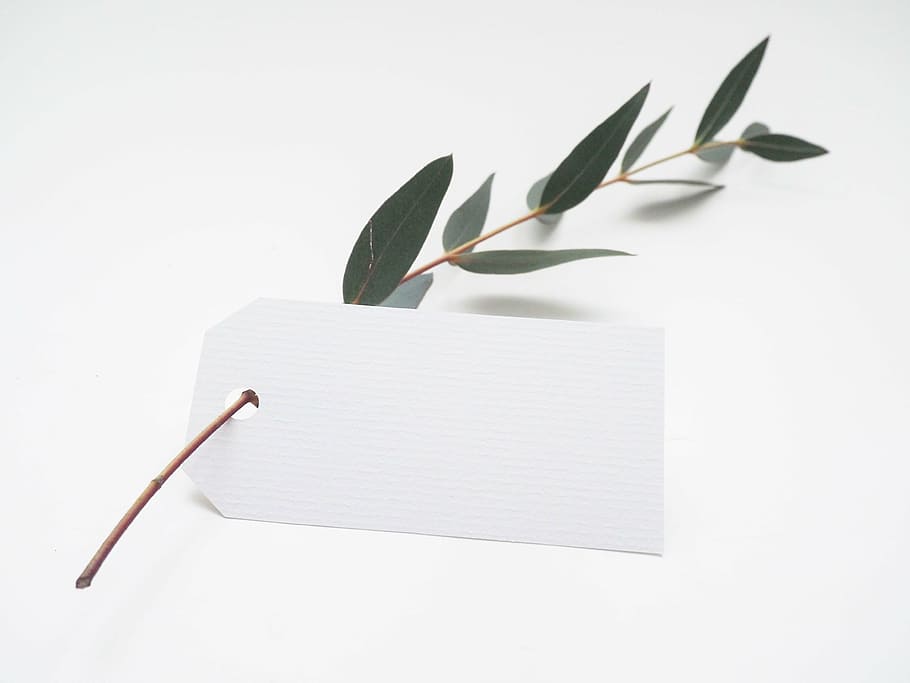green herb, white, tag, green, leaf, nature, paper, blank, wood - Material, empty