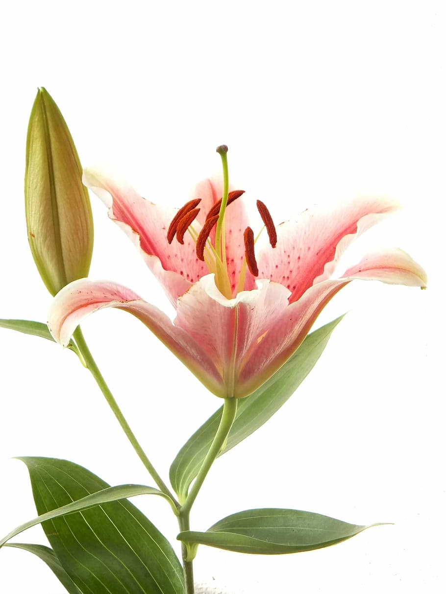 pink, daylily, white, background, lily, flower, natural, plant, nature, petal