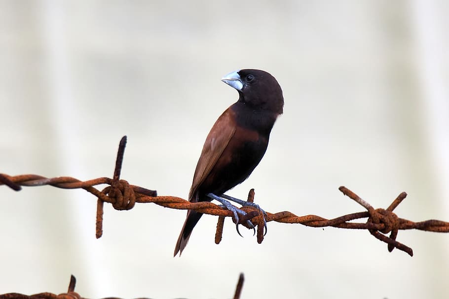 bird, wild, natural, outdoors, munia, chestnut, male, young, adult, molding