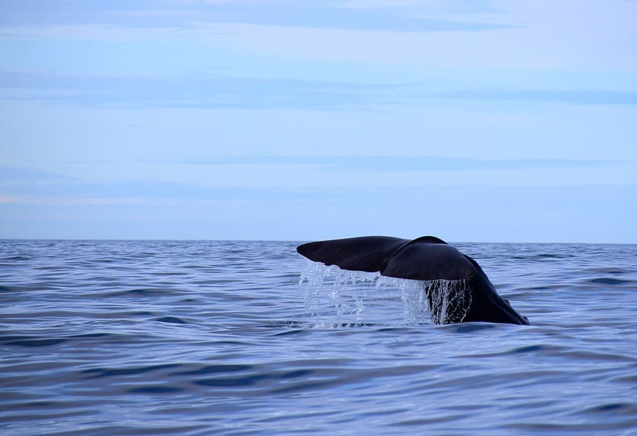 black, whale, diving, sea, sperm whale, norway, nordland, wal, fin, marine mammals
