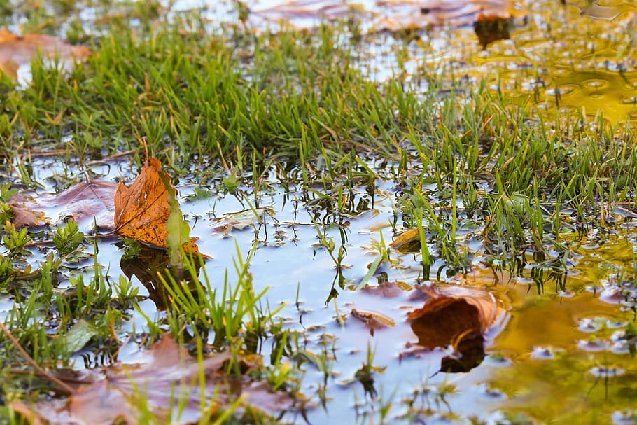 autumn, puddle, leaves, color, fall, water, plant, grass, lake, plant part