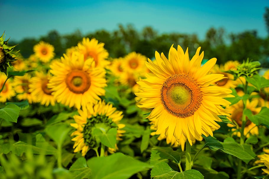 flower, sunflower, nature, sky, landscape, background, field, green, blossom, sunny