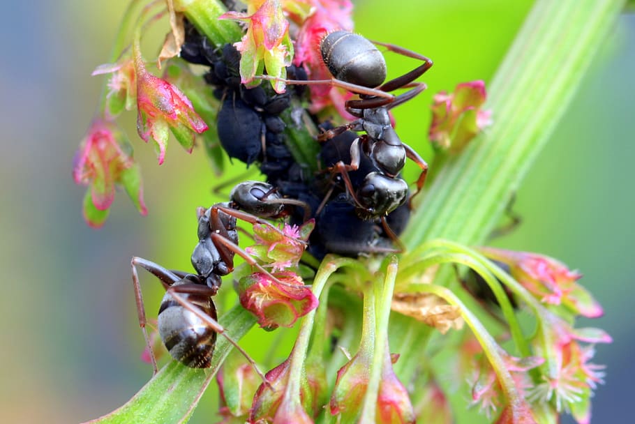 hormigas, formicidae, hormigas de jardín, lasius, hormigas negras, forrajeo, pulgones, flores, pequeños, naturaleza