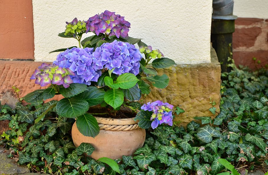 round, brown, potted, purple, flowers, flowerpot, hydrangeas, patio plants, plant, ornamental garden plant