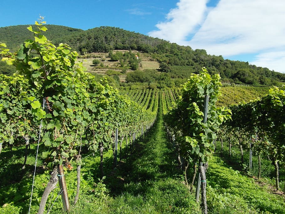 bidang tanaman, siang hari, kebun anggur, panen, anggur baru, anggur, panen anggur, vintage, palatinate, musim gugur