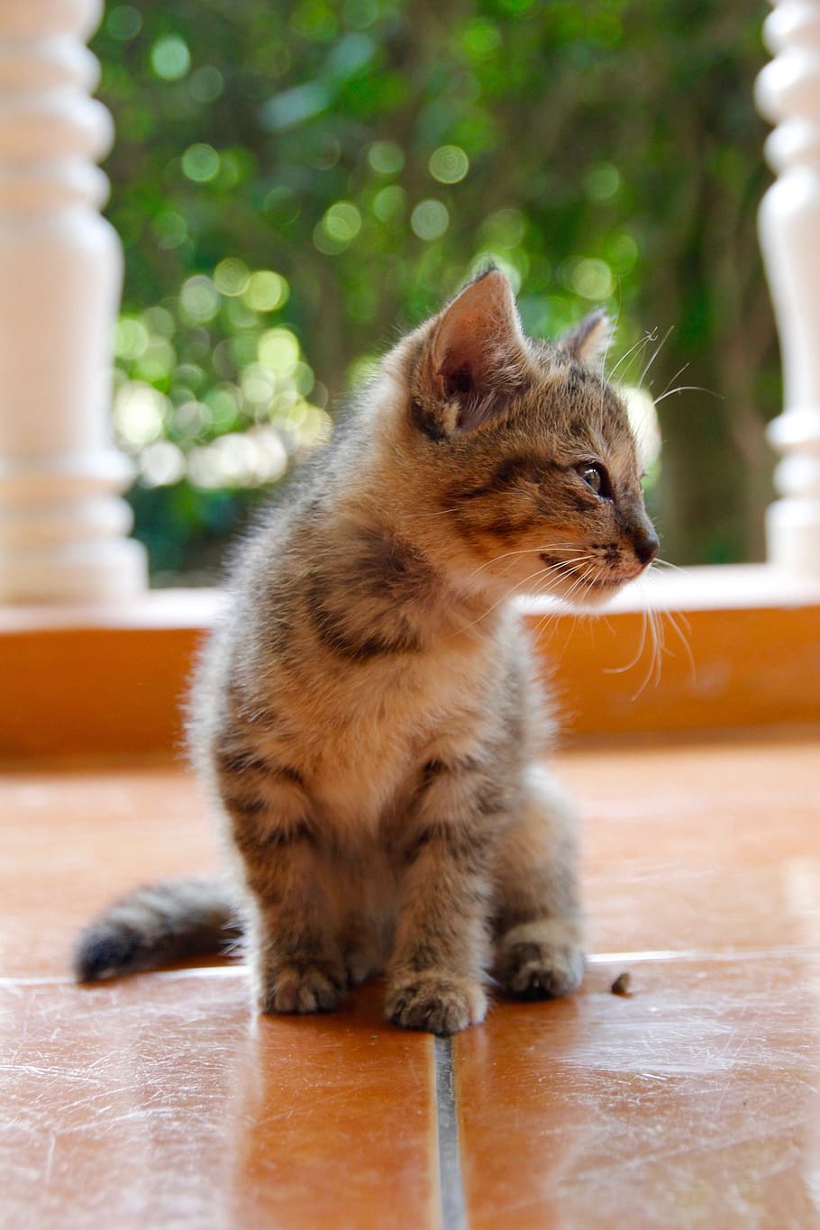 灰色のぶち子猫, 猫, 子猫, 猫の赤ちゃん, かわいい, ペット, 飼い猫, 動物, アディダス, 若い動物