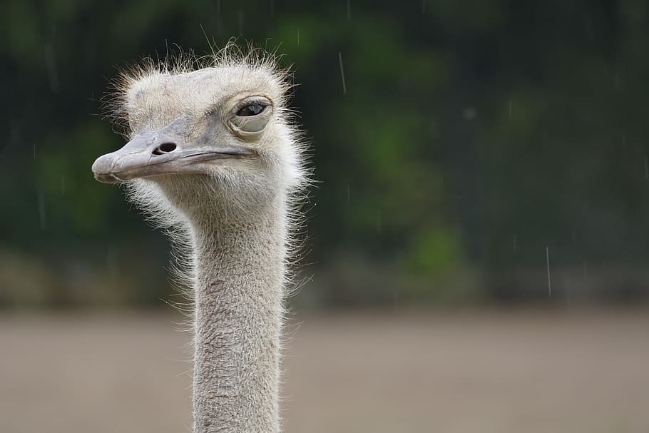 ostrich, animal, zoo, rain, bird, head, flightless bird, eyes, neck, bill