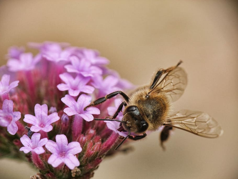 Bee, Honey, Macro, Animal, Beehive, Busy, bee, honey, wild, bug, hive