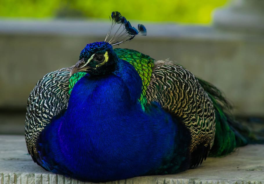 pavo real, pájaro, azul, de color, tom, sentado, se encuentra, descansando, parque, mechones