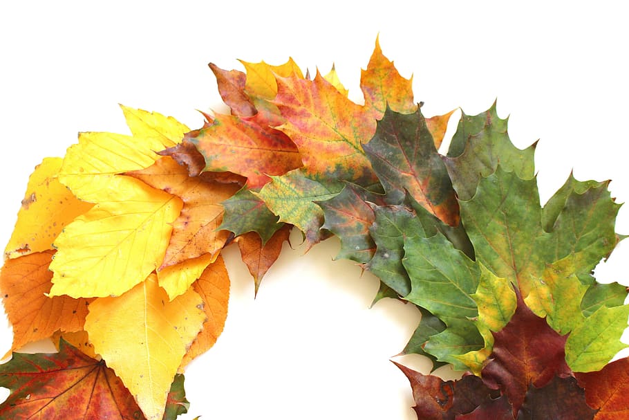 daun, musim gugur, dedaunan musim gugur, musim gugur emas, alam, hutan, daun merah, perubahan warna, kuning, pohon